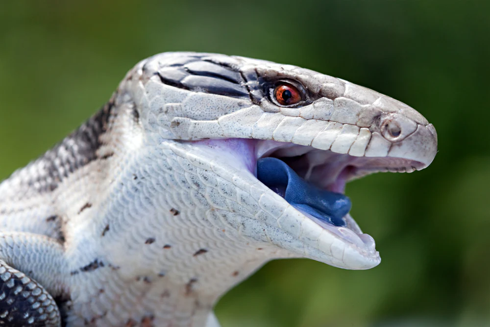 bluetongueskink