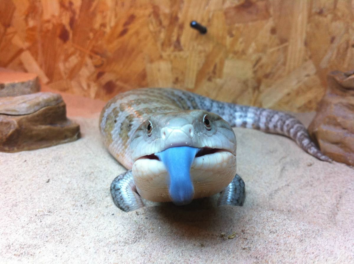 bluetongueskink