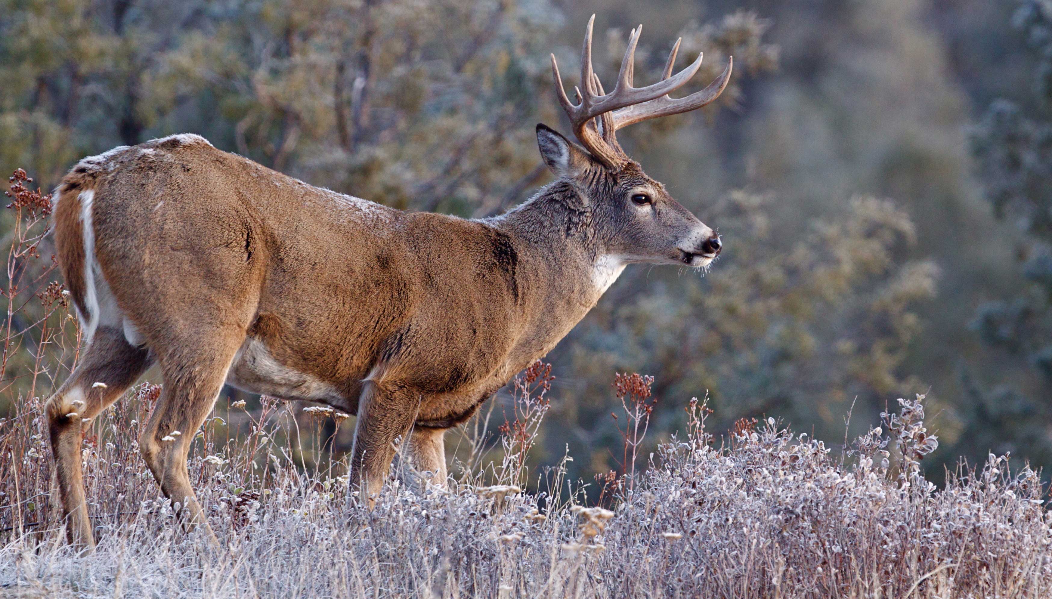 White Tail Deer