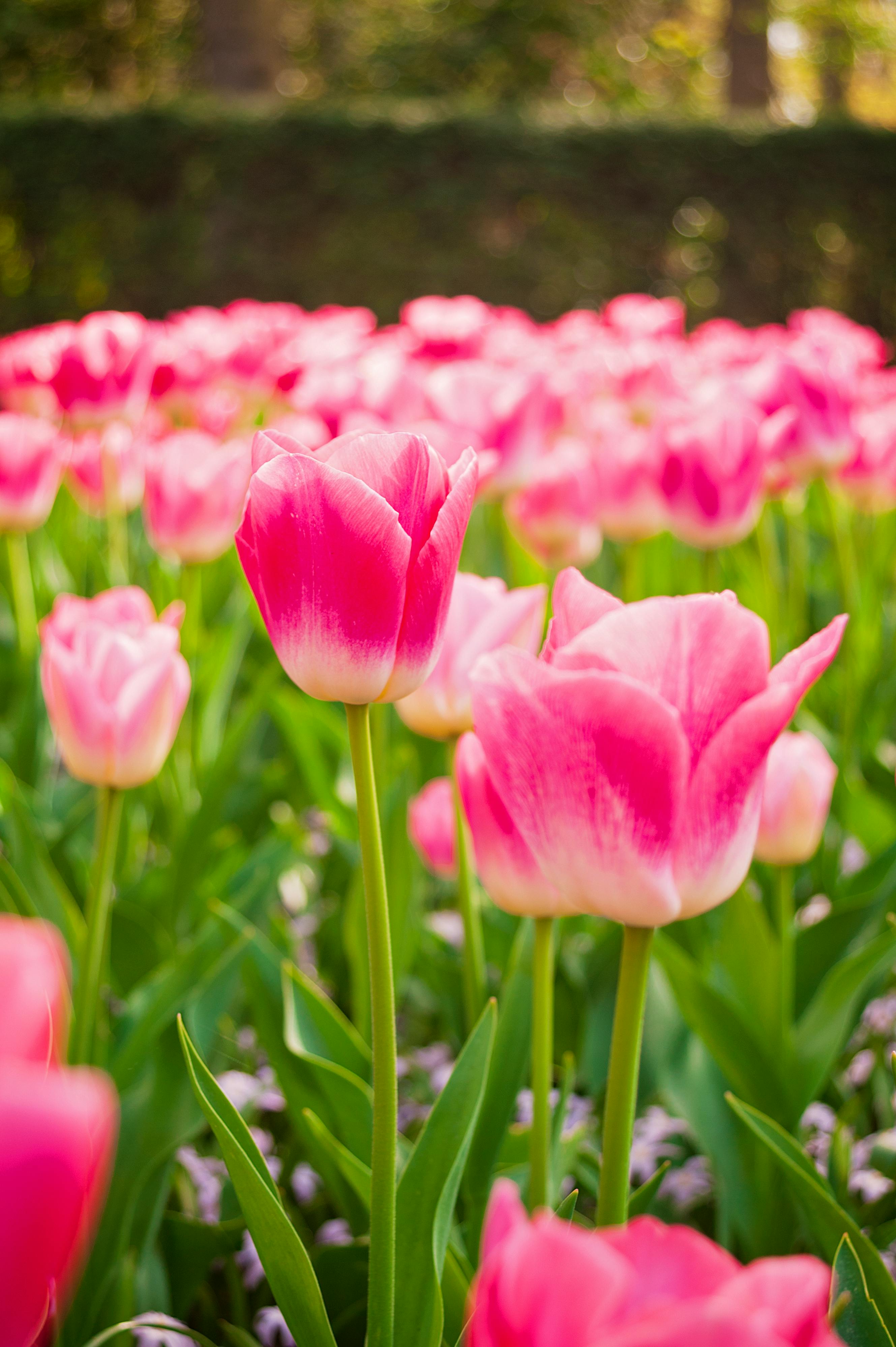 Pink Tulip Valley